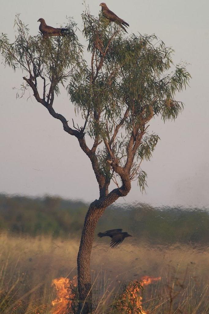 2014年，澳大利亚北领地博罗卢拉，火堆上方树上的鸟儿.