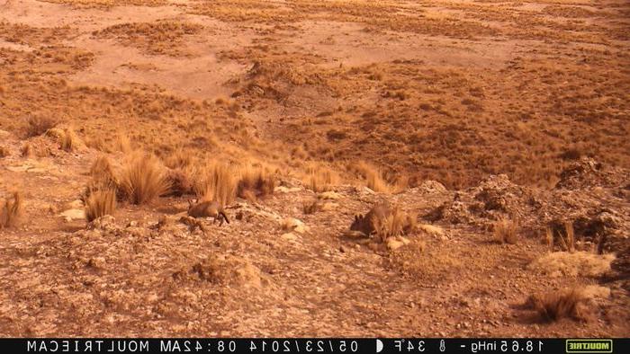 在这张捕捉相机拍摄的照片中，北方鼠兔(Lagidium peruanum)在安第斯高原上蹦蹦跳跳.