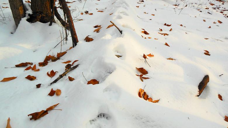 雪地上有熊的足迹