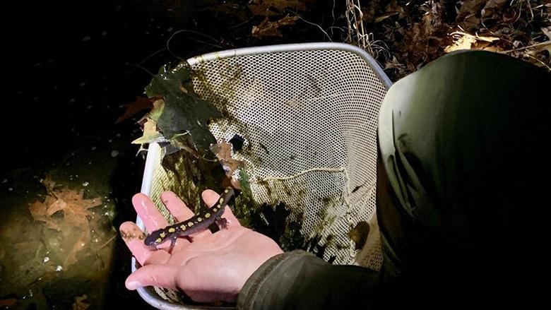 2019年3月，吉姆·朱利安在参观ClearWater Conservancy提供的春天池塘时，拿着一只斑点蝾螈.