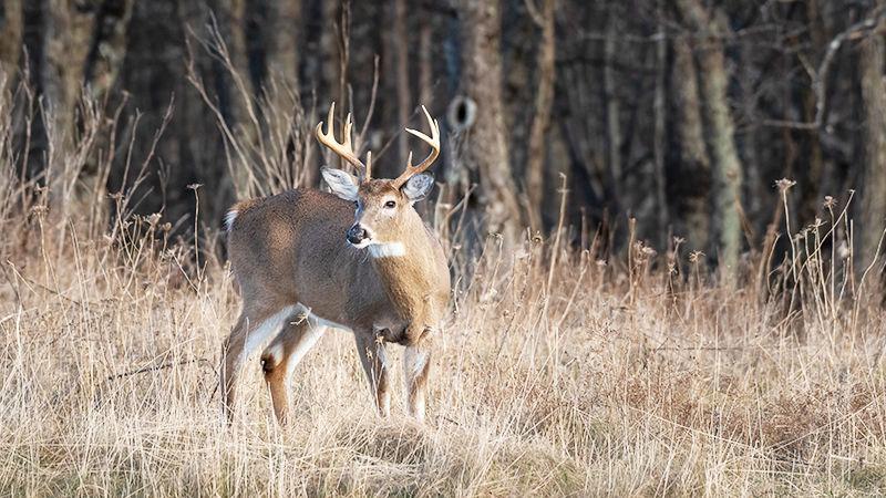 A deer (buck) in a field